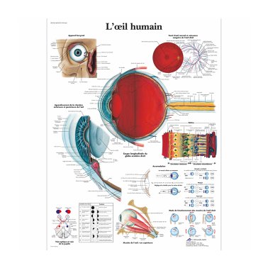Planche anatomique “Oeil humain”