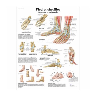 Planche anatomique “Pied et cheville”