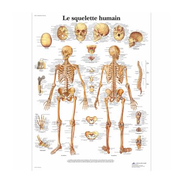 Planche anatomique “Le squelette humain”