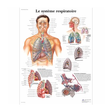 Planche anatomique du système respiratoire