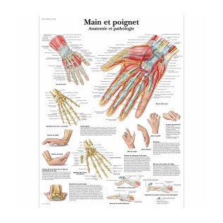 Planche anatomique “Main et poignet”